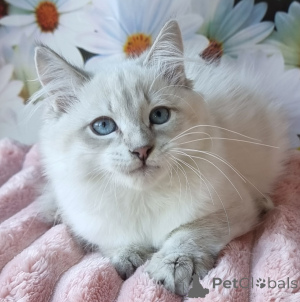 Zdjęcie №1. neva masquerade - na sprzedaż w Kijvets ' | 3244zł | Zapowiedź № 154384