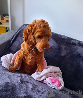 Zdjęcie №3. Kawapu Girl. Irlandia