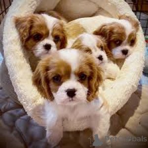 Zdjęcie №1. cavalier king charles spaniel - na sprzedaż w Helsinki | 3348zł | Zapowiedź №164691