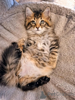 Zdjęcie №3. Maine Coon Kitten do adopcji. Niemcy