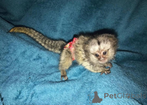 Zdjęcie №2 do zapowiedźy № 161694 na sprzedaż   - wkupić się Republika Czeska 