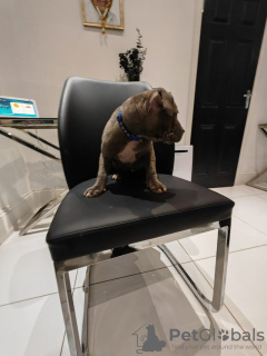 Zdjęcie №3. Superbe Chiot Blue Staffordshire. Niemcy