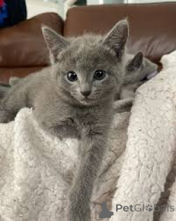 Zdjęcie №3. Adorables chatons Bleu Russe dostępne do adopcji.. Finlandia