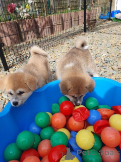 Zdjęcie №1. akita (rasa psa) - na sprzedaż w Turku | 1435zł | Zapowiedź №167372