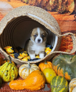 Zdjęcie №3. Szczeniak Smart Corgi do bezpłatnej adopcji. Bangladesz