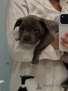 Zdjęcie №3. Uroczy szczeniak rasy Blue Staffy, słodki, zdrowy i gotowy na swój dom na zawsze. Niemcy