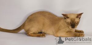 Zdjęcie №2 do zapowiedźy № 35413 na sprzedaż  kot burmski - wkupić się Federacja Rosyjska od żłobka, hodowca