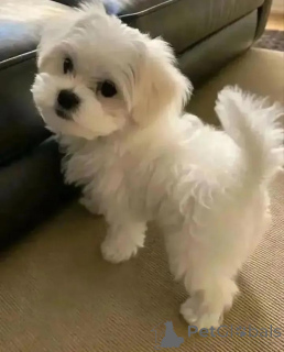 Zdjęcie №3. Piękne maltańskie szczenięta gotowe Biznes WhatsApp447400576553. Finlandia