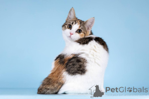 Zdjęcie №2 do zapowiedźy № 157211 na sprzedaż   - wkupić się Federacja Rosyjska prywatne ogłoszenie