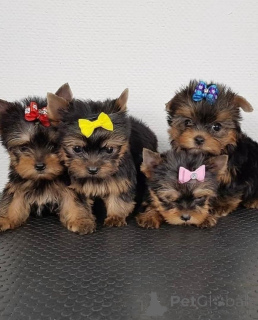 Zdjęcie №3. Nasze szczenięta Super Cute Yorkie, zarówno płci męskiej, jak i żeńskiej, są. Finlandia