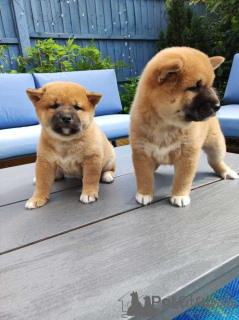 Zdjęcie №1. shiba - na sprzedaż w Warszawa | negocjowane | Zapowiedź №162444