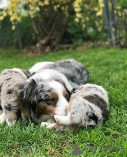 Zdjęcie №3. Dostępne piękne szczenięta. Niemcy