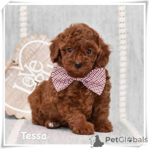 Zdjęcie №1. pudel (krasnolud) - na sprzedaż w Moginz | negocjowane | Zapowiedź №164343