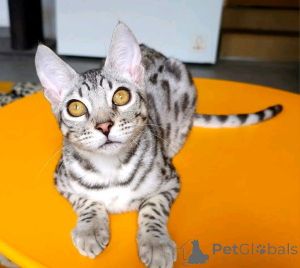 Zdjęcie №1. kot bengalski - na sprzedaż w Monachium | 4162zł | Zapowiedź № 155535