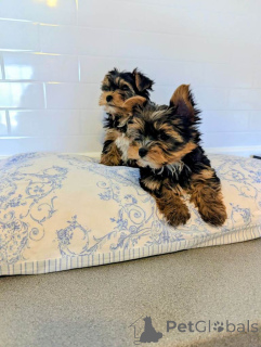 Zdjęcie №3. Nasza urocza dziewczynka ma dostępne 4 piękne szczenięta Yorkshire Terrier (1. Holandia