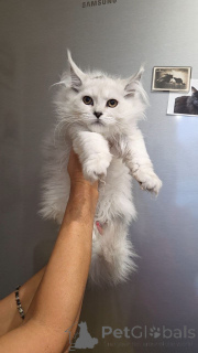 Zdjęcie №4. Sprzedam maine coon w Aalen. hodowca - cena - negocjowane