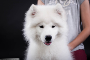 Zdjęcie №3. Samoyed. Inteligentny chłopak. Federacja Rosyjska