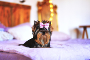 Zdjęcie №2 do zapowiedźy № 6281 na sprzedaż  yorkshire terrier - wkupić się Ukraina od żłobka, hodowca