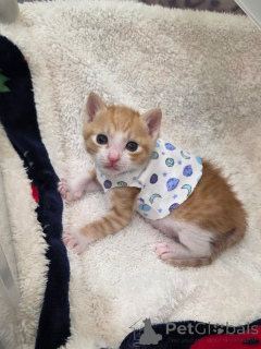 Zdjęcie №2 do zapowiedźy № 175592 na sprzedaż  scottish fold - wkupić się Grecja hodowca