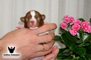 Zdjęcie №2 do zapowiedźy № 6417 na sprzedaż  chihuahua (rasa psów) - wkupić się Federacja Rosyjska od żłobka
