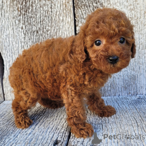 Zdjęcie №2 do zapowiedźy № 163914 na sprzedaż  pudel (zabawka) - wkupić się Wielka Brytania prywatne ogłoszenie