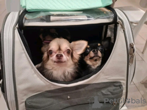 Zdjęcie №1. chihuahua (rasa psów) - na sprzedaż w Paryż | negocjowane | Zapowiedź №126842