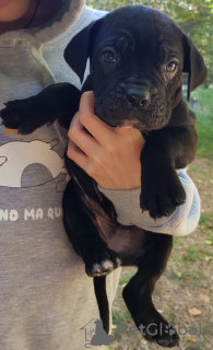 Zdjęcie №2 do zapowiedźy № 28401 na sprzedaż  cane corso - wkupić się Gruzja 