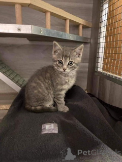 Zdjęcie №3. Europejski krótkowłosy. Szwecja