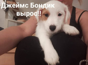 Zdjęcie №4. Sprzedam jack russell terrier w Moskwa. hodowca - cena - 3025zł