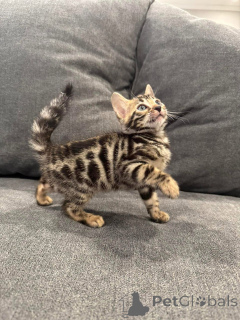 Zdjęcie №2 do zapowiedźy № 152751 na sprzedaż  kot bengalski - wkupić się Szwajcaria prywatne ogłoszenie