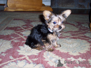 Zdjęcie №2 do zapowiedźy № 139940 na sprzedaż  yorkshire terrier - wkupić się Niemcy prywatne ogłoszenie