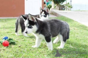Zdjęcie №3. Blauäugige Siberian Husky Welpen suchen ein neues Zuhause. Niemcy