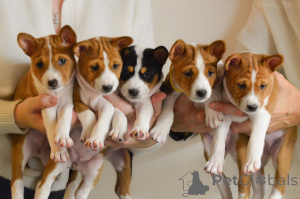 Zdjęcie №1. basenji - na sprzedaż w Alicante | 1435zł | Zapowiedź №172886