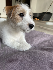 Zdjęcie №1. jack russell terrier - na sprzedaż w Warszawa | negocjowane | Zapowiedź №41740