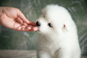 Dodatkowe zdjęcia: Szczenięta psa Samoyed (Samoyed) z hodowli Riddle of Siberia