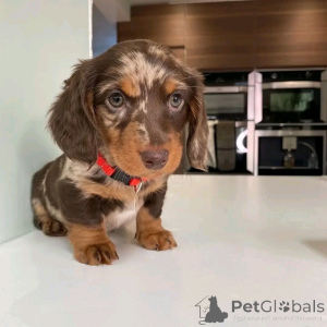 Zdjęcie №4. Sprzedam jamnik w Berlin. hodowca - cena - 2392zł