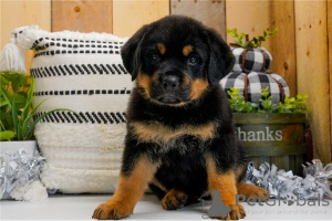 Zdjęcie №1. rottweiler - na sprzedaż w Nauders | 1674zł | Zapowiedź №170140