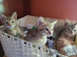 Zdjęcie №1. ocicat - na sprzedaż w Espoo | 2392zł | Zapowiedź № 166953