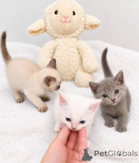 Zdjęcie №1. kot cornish rex - na sprzedaż w Philippsburg | 1674zł | Zapowiedź № 178033
