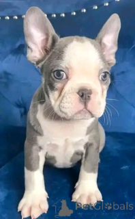 Zdjęcie №1. buldog francuski - na sprzedaż w Berlin | 2392zł | Zapowiedź №136337