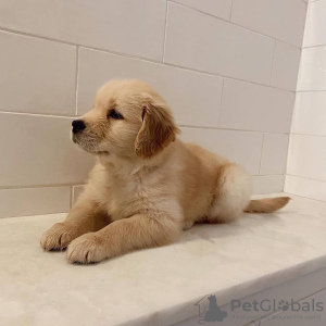 Zdjęcie №2 do zapowiedźy № 104891 na sprzedaż  golden retriever - wkupić się Australia prywatne ogłoszenie