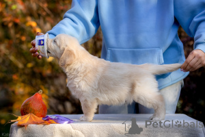 Zdjęcie №2 do zapowiedźy № 122081 na sprzedaż  golden retriever - wkupić się Federacja Rosyjska hodowca