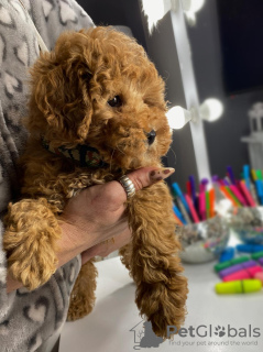 Zdjęcie №3. Miętno miniaturowe pudel. Serbia