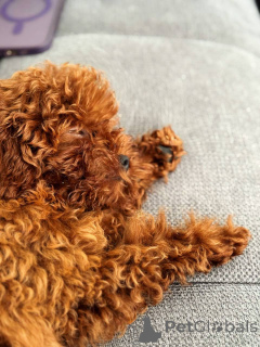 Zdjęcie №1. pudel (zabawka) - na sprzedaż w Brighton i Hove | 2392zł | Zapowiedź №154728