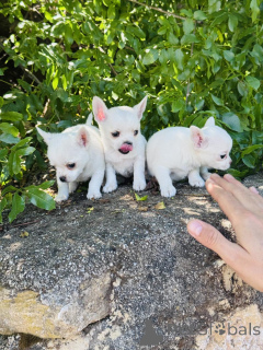Zdjęcie №1. chihuahua (rasa psów) - na sprzedaż w Moskwa | negocjowane | Zapowiedź №169060