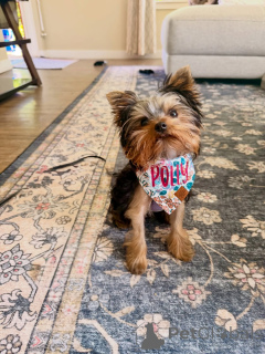 Zdjęcie №1. yorkshire terrier - na sprzedaż w Alavus | 2631zł | Zapowiedź №169362