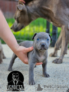 Dodatkowe zdjęcia: Amerykański pitbulterier szczenięta