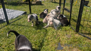 Zdjęcie №3. Dostępne szczenięta z czystego granicy. USA