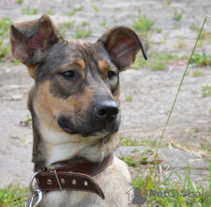 Zdjęcie №4. Sprzedam pies nierasowy w Москва. prywatne ogłoszenie, ze schronu - cena - Bezpłatny