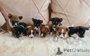 Zdjęcie №2 do zapowiedźy № 165376 na sprzedaż  basenji - wkupić się Serbia 